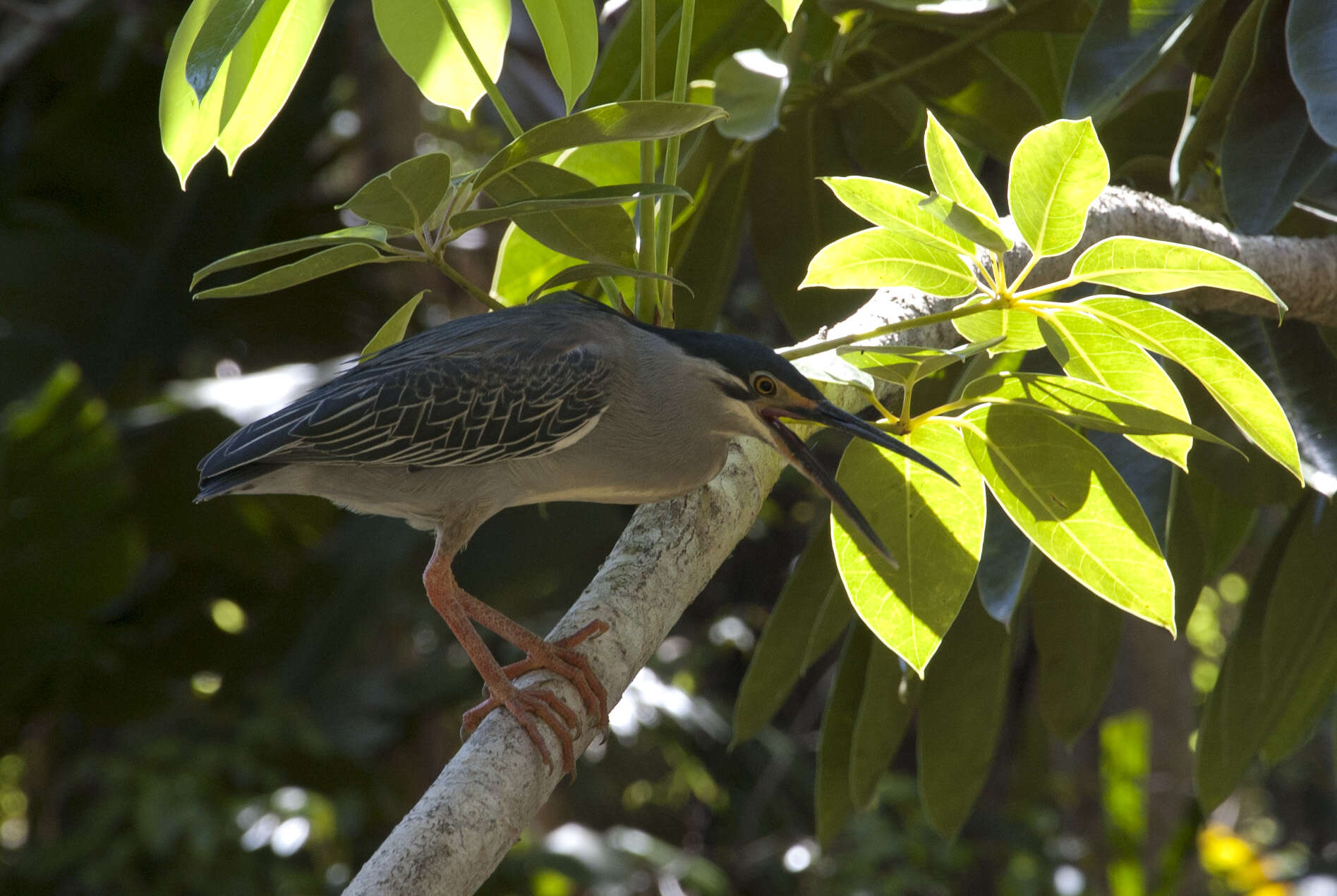 Image of Green-backed Heron