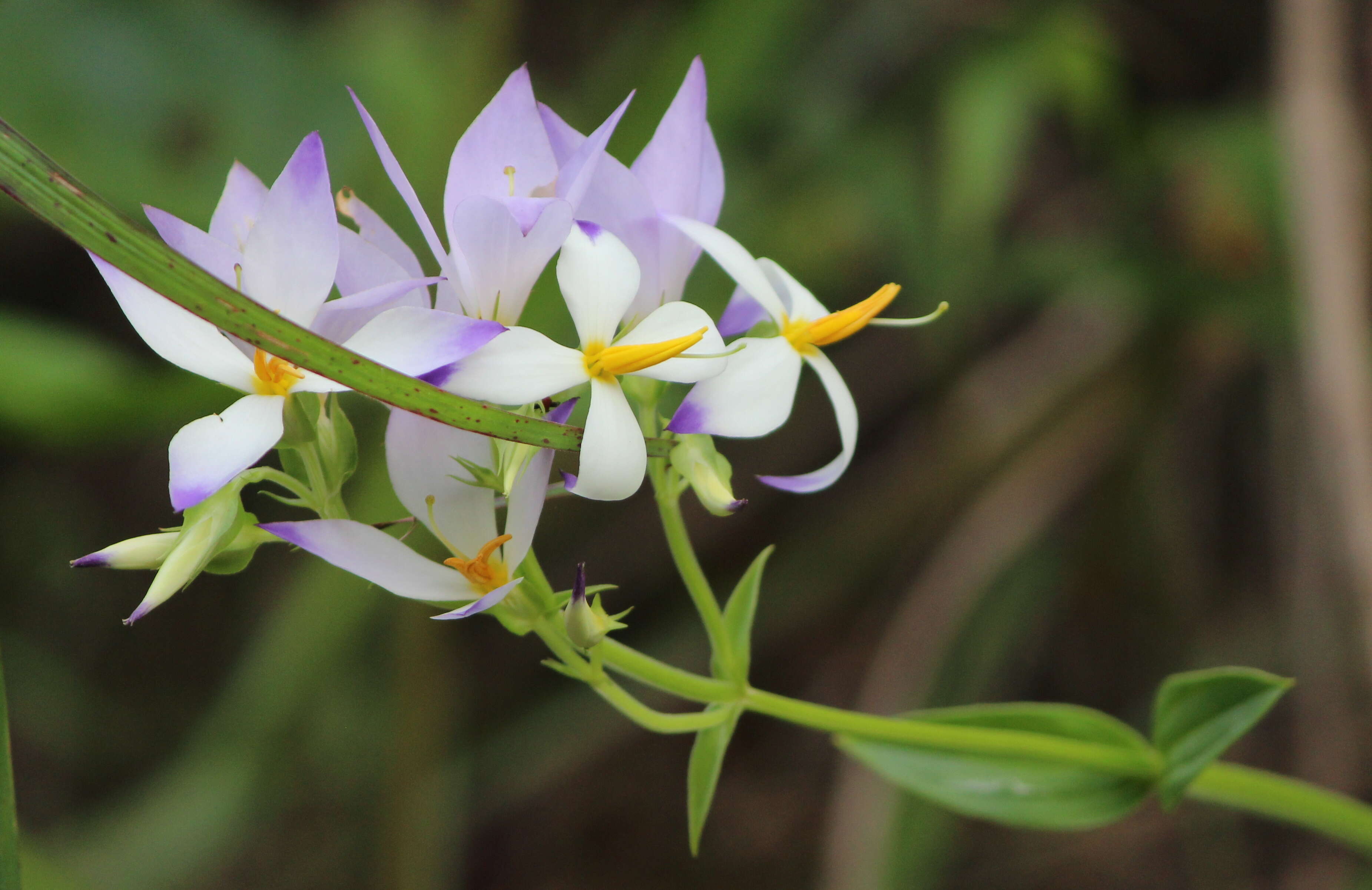 Image of Exacum tetragonum Roxb.