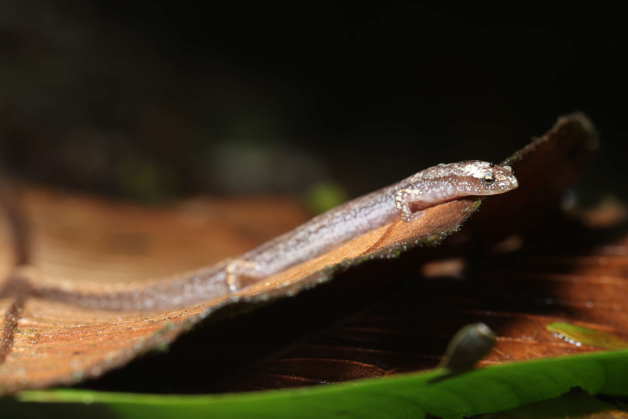 Image of Oedipina alleni Taylor 1954