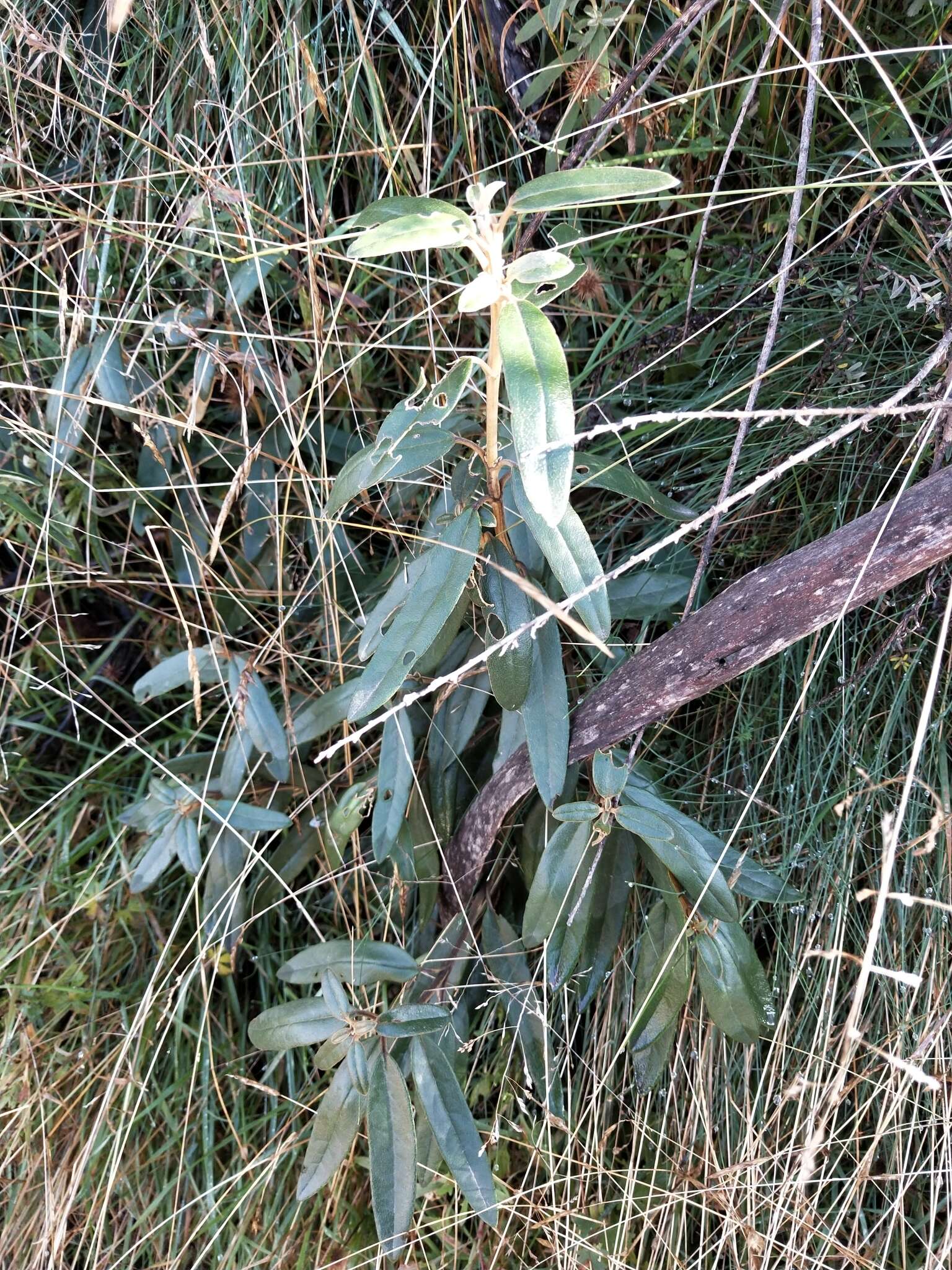 Olearia megalophylla (F. Müll.) F. Müll. resmi