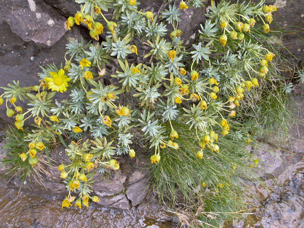 Image of Euryops acraeus M. D. Henderson