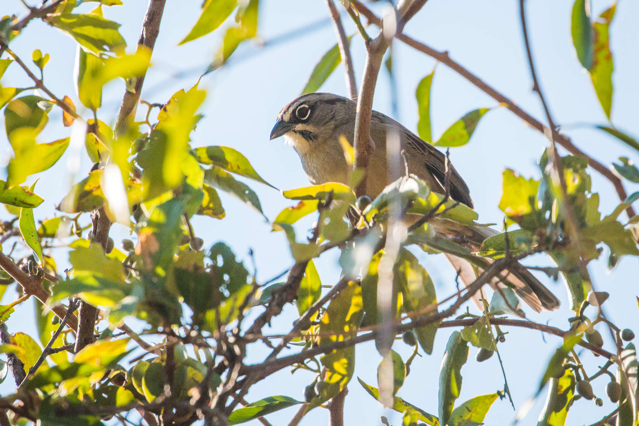 Image of Oaxaca Sparrow