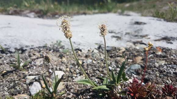 Image of gray pubescent plantain