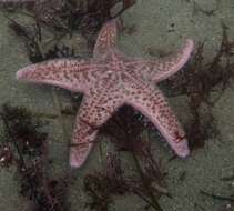 Image of Giant Pink Sea Star