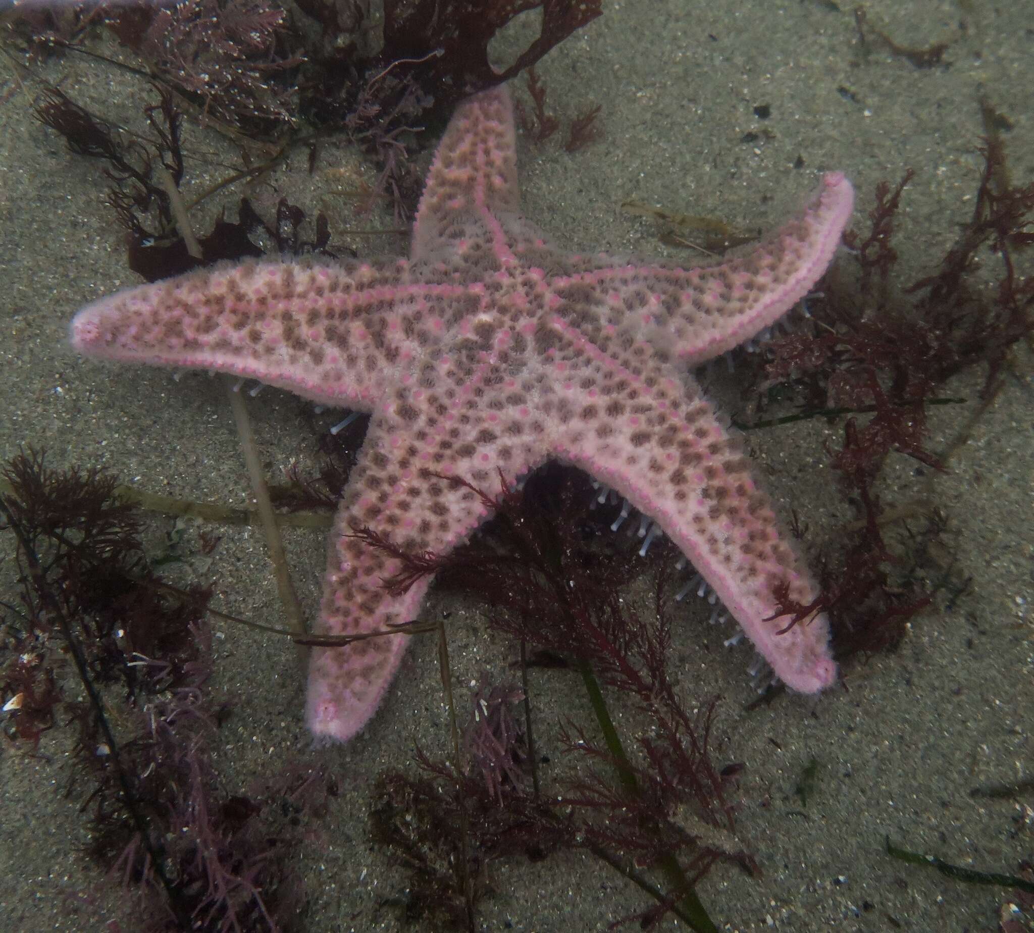 Image of Giant Pink Sea Star