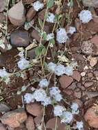 Image of Ptilotus axillaris (Benth.) F. Müll.