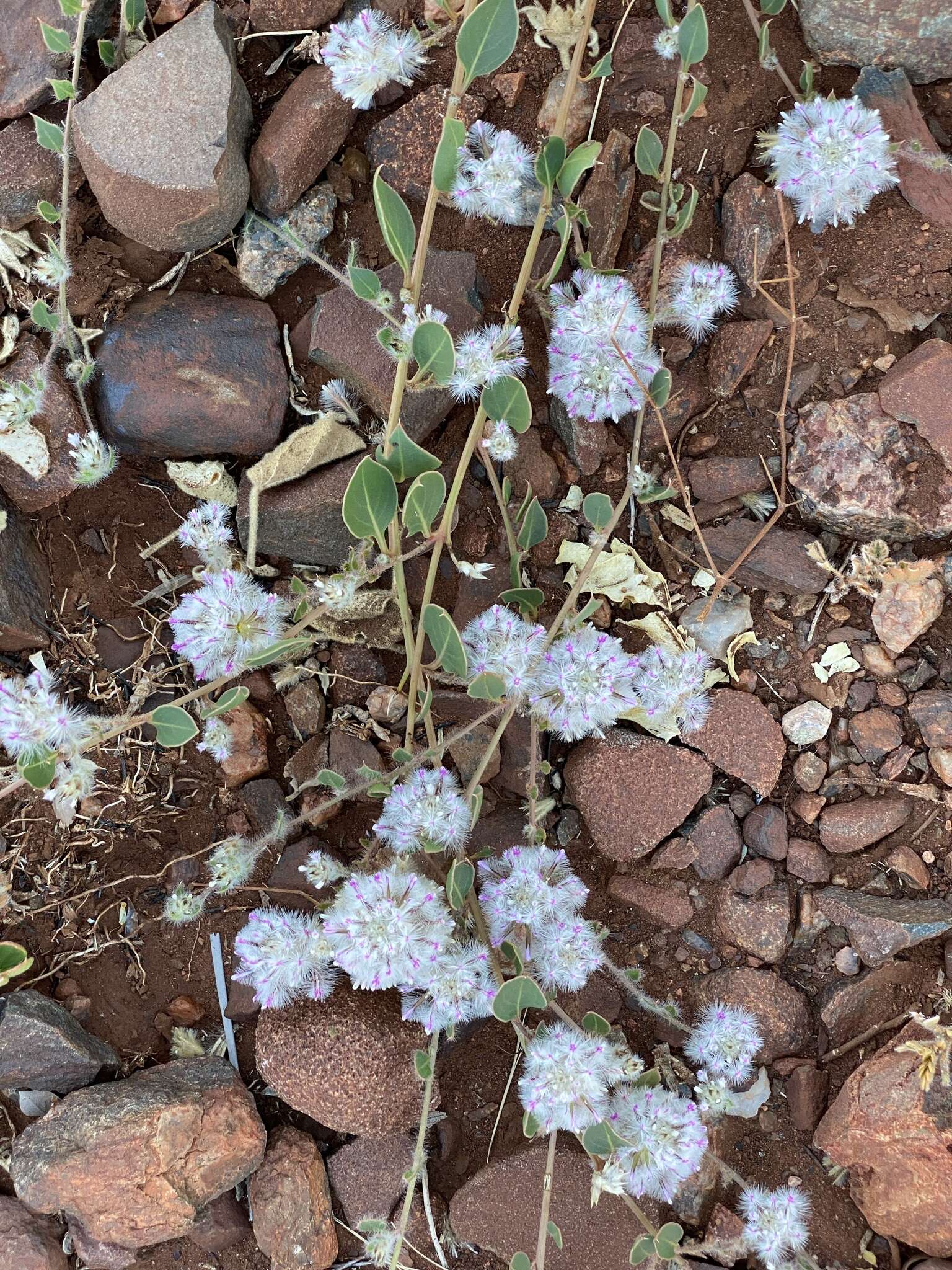 Image of Ptilotus axillaris (Benth.) F. Müll.