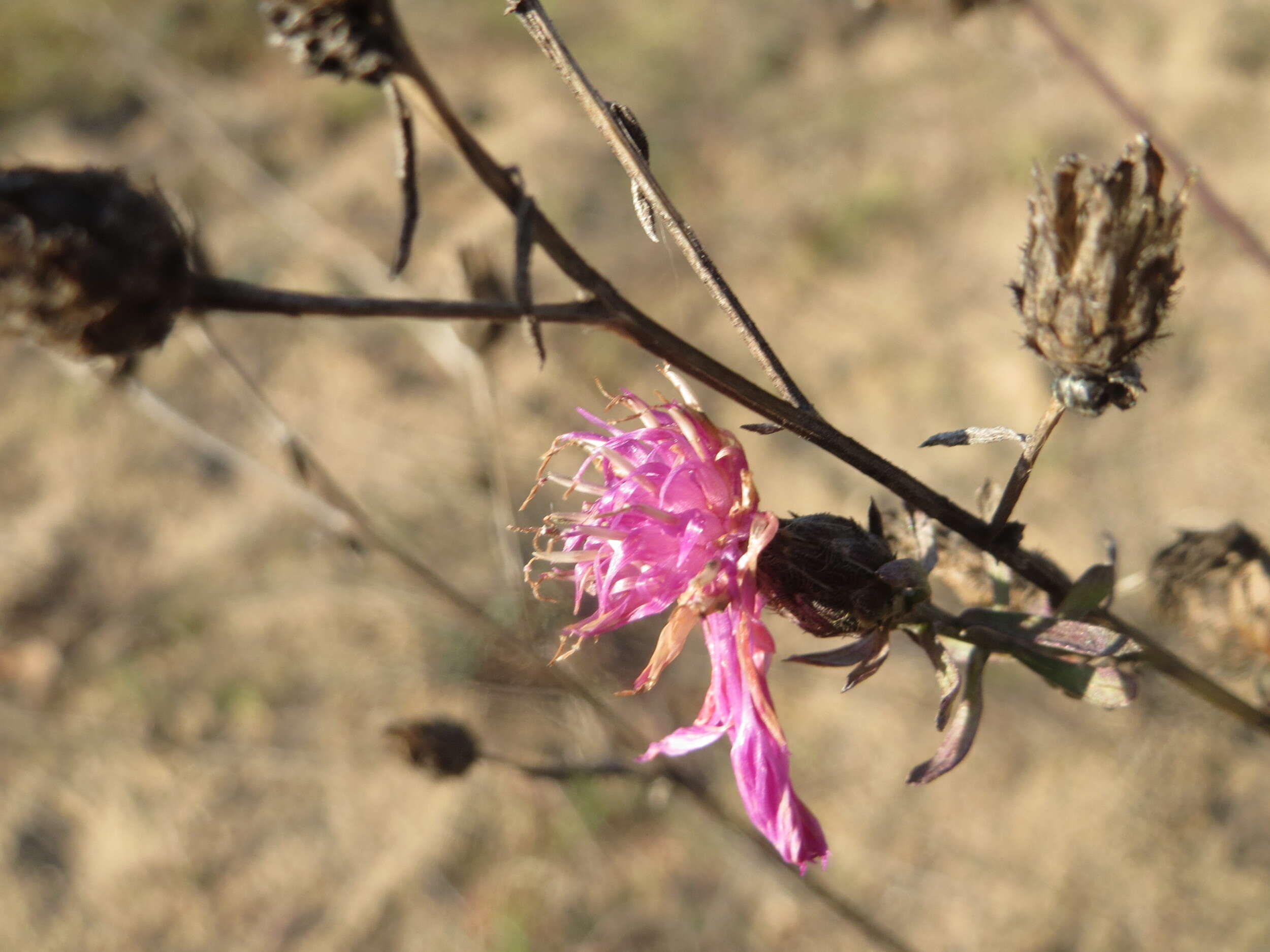 Image of spotted knapweed