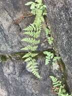 Image of Tennessee bladderfern