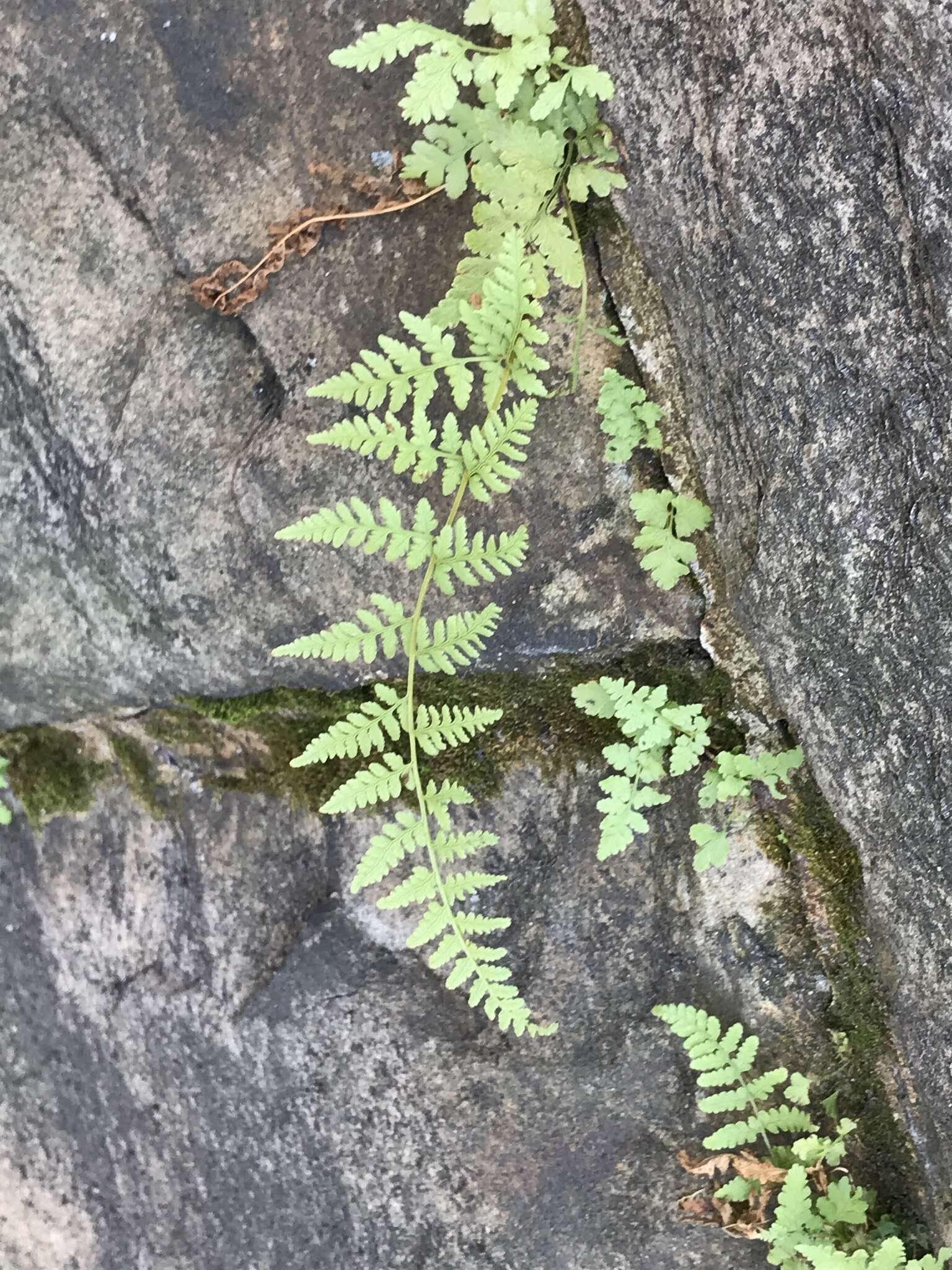 Image of Tennessee bladderfern