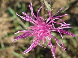 Image of spotted knapweed