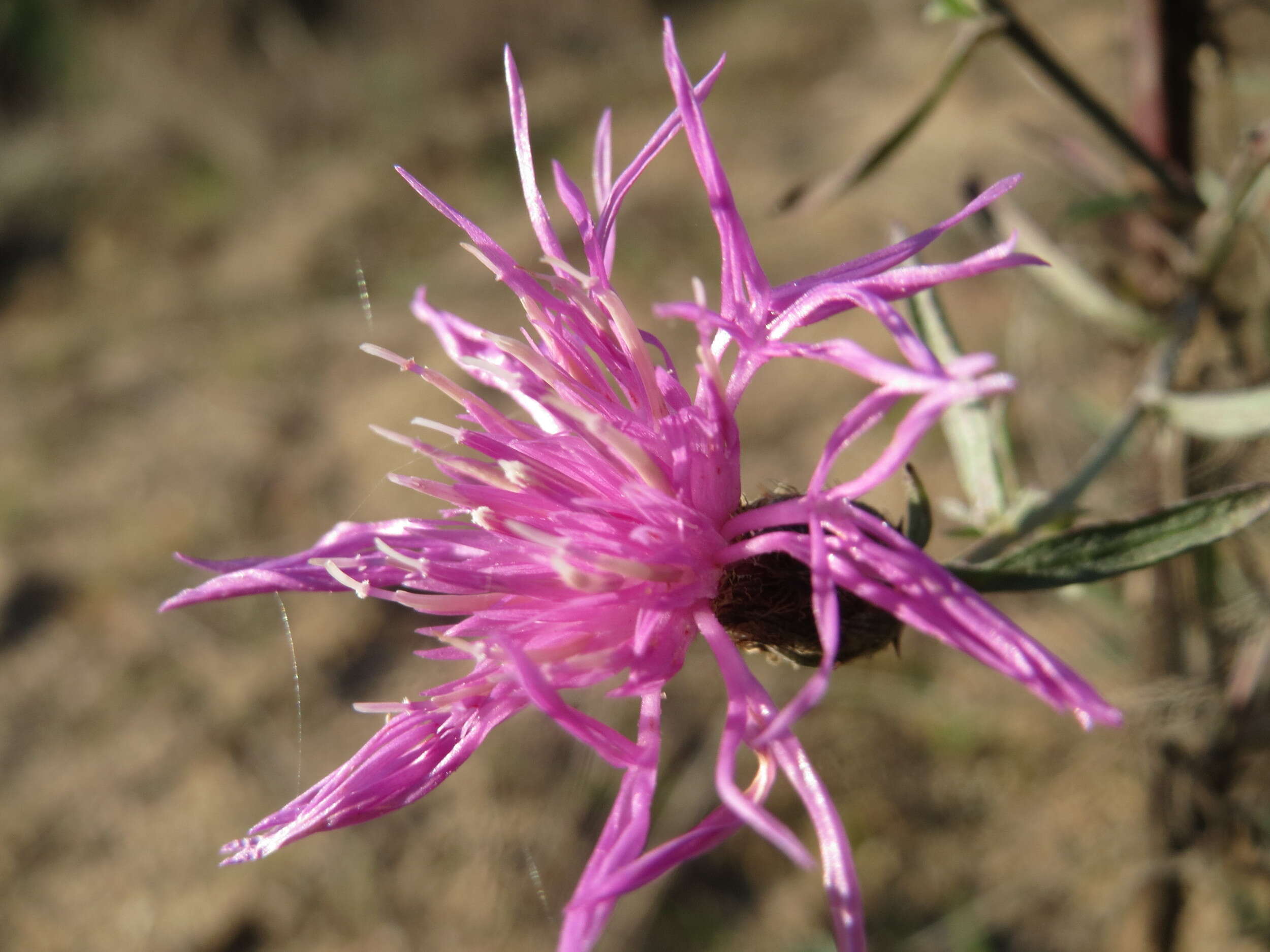 Image of spotted knapweed