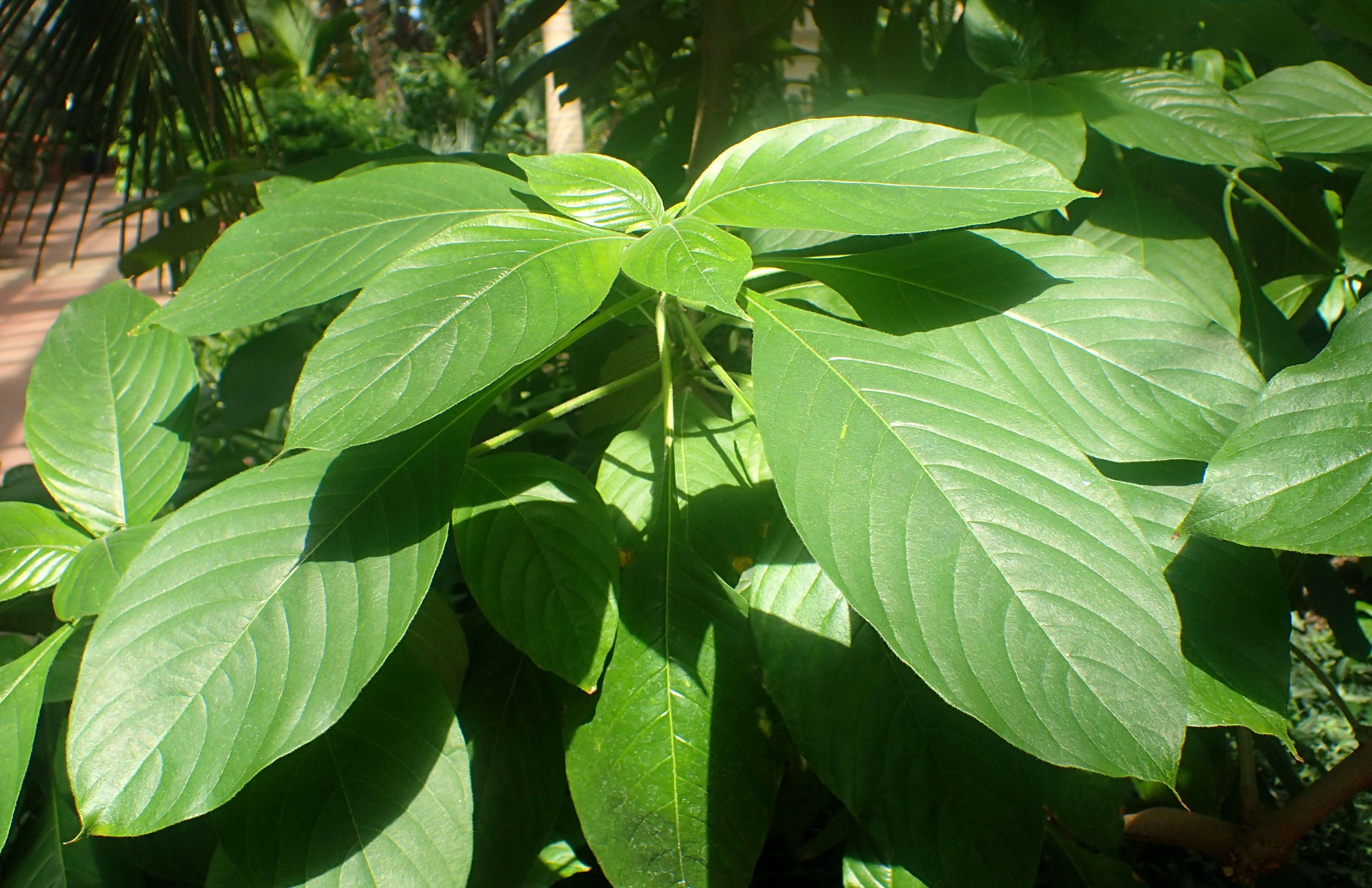 Image of red mussaenda