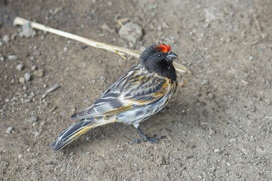 Image of Fire-fronted Serin