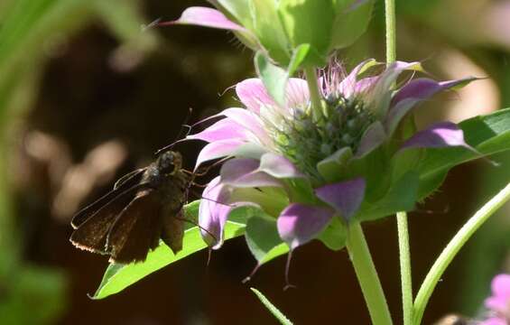 Image of Dun Sedge Skipper