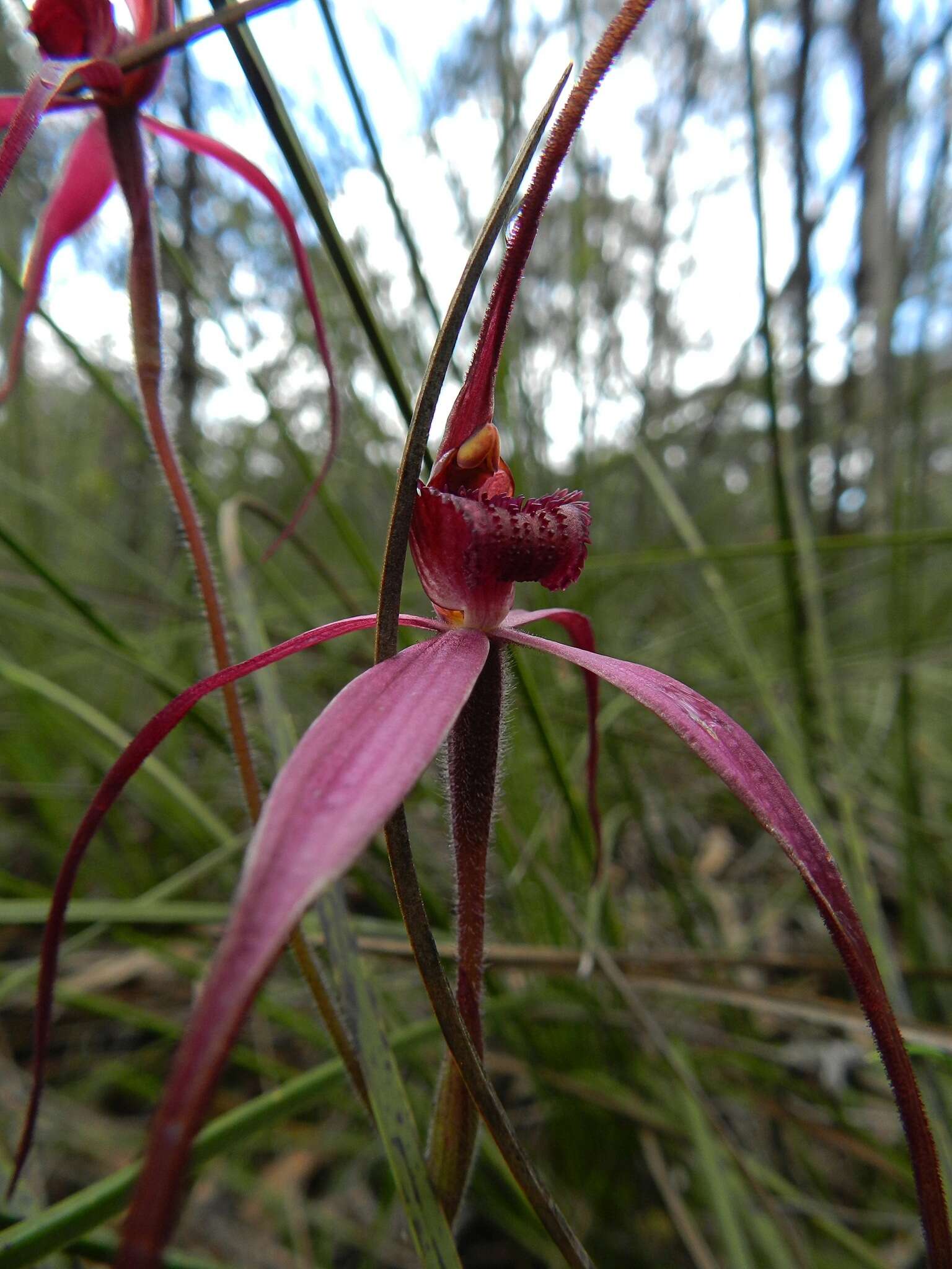 Caladenia formosa G. W. Carr的圖片