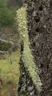 Image of Warty Beard Lichen