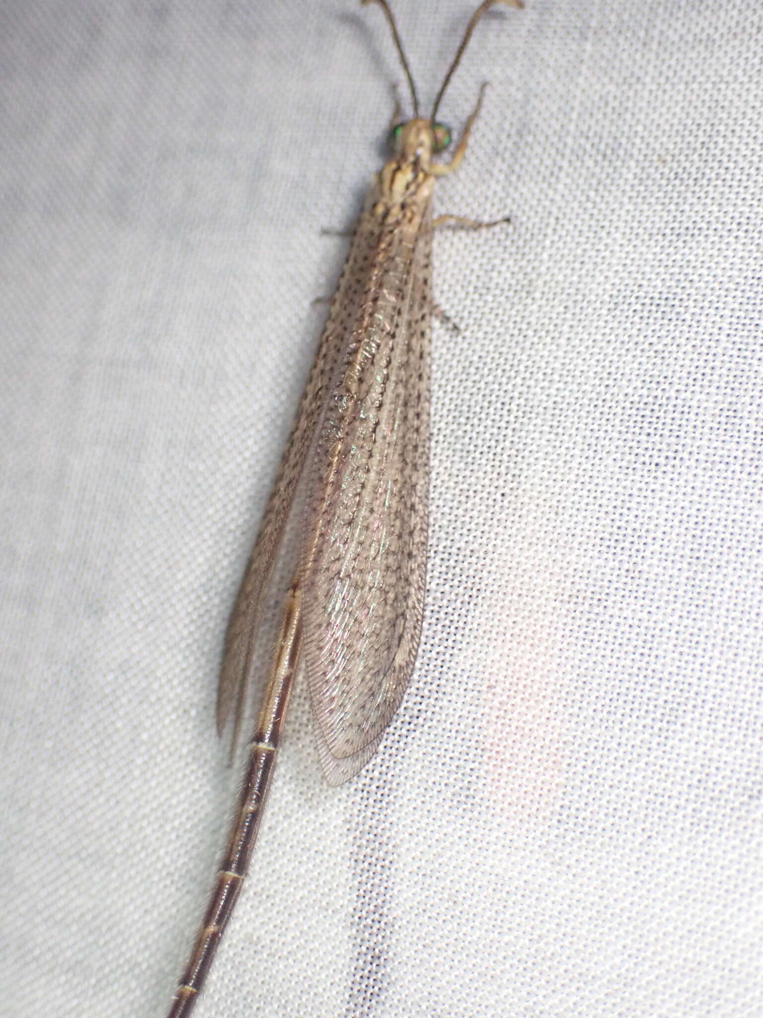 Слика од Brachynemurus abdominalis (Say 1823)