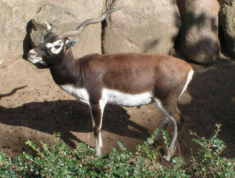 Image de Antilope Pallas 1766