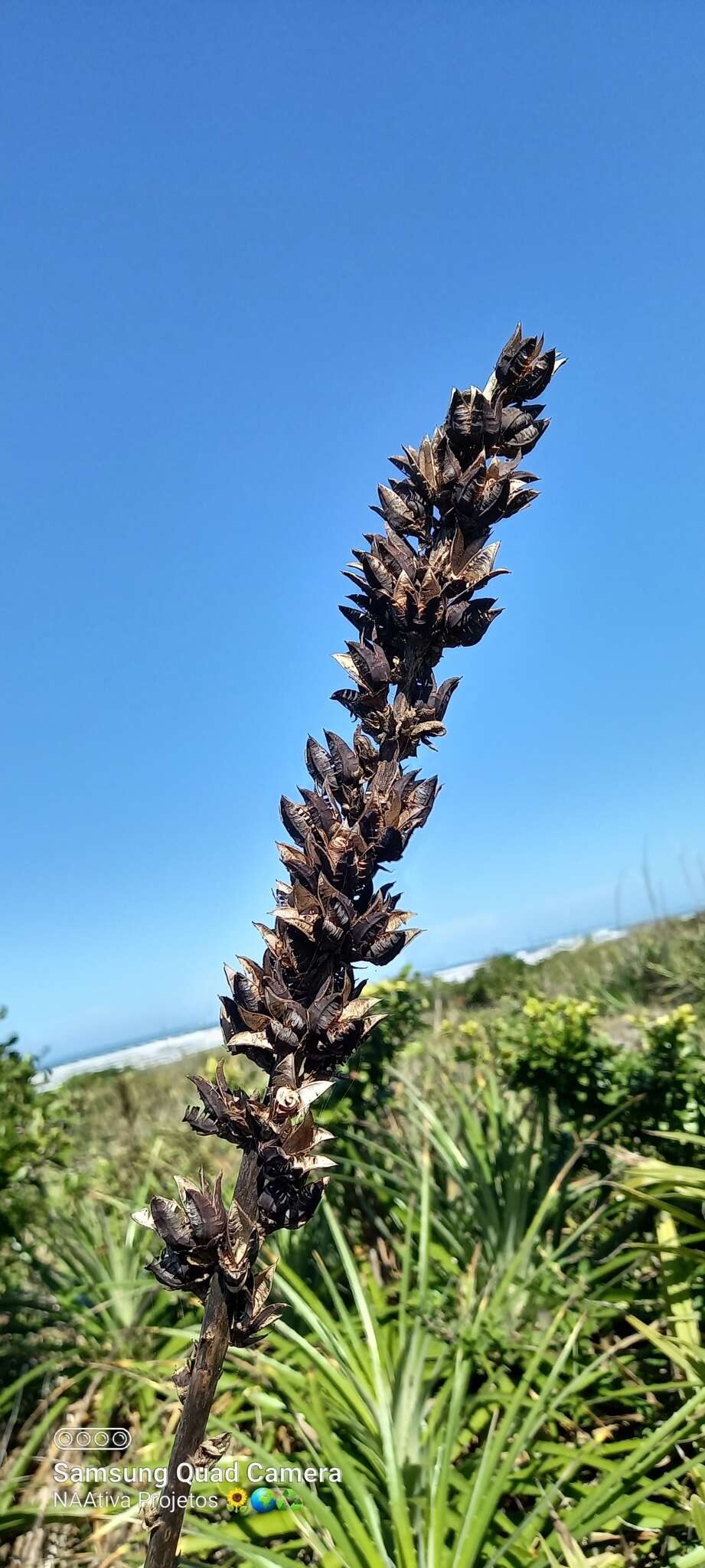 Image of Dyckia encholirioides (Gaudich.) Mez