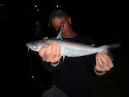 Image of Blue catfish
