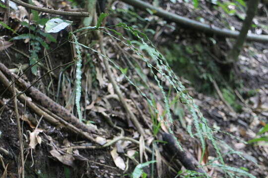 Image of Pteris longipinna Hayata