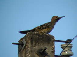 Image of Cuban Flicker