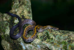 Image of Rat Snakes