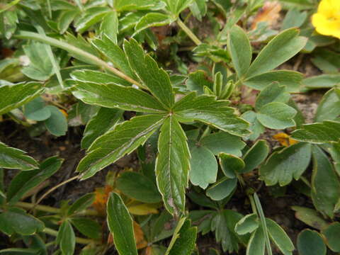 Image of Potentilla aurea L.