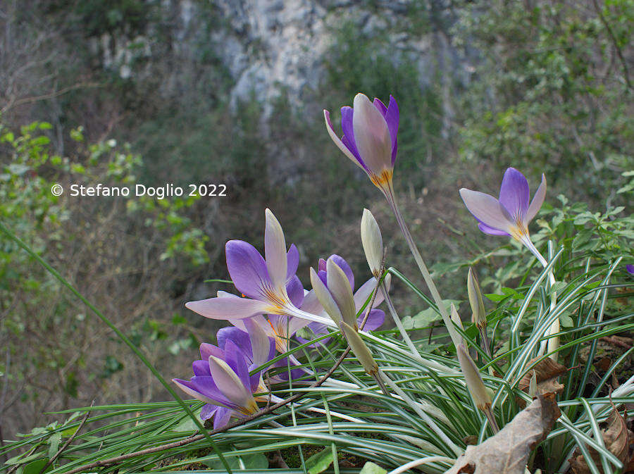 Image of early crocus