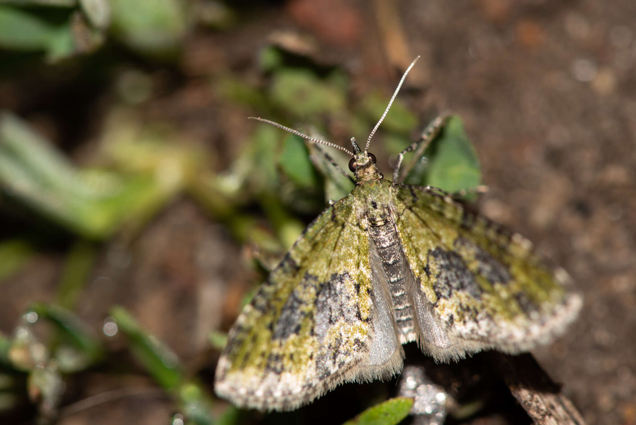 Image of yellow-barred brindle