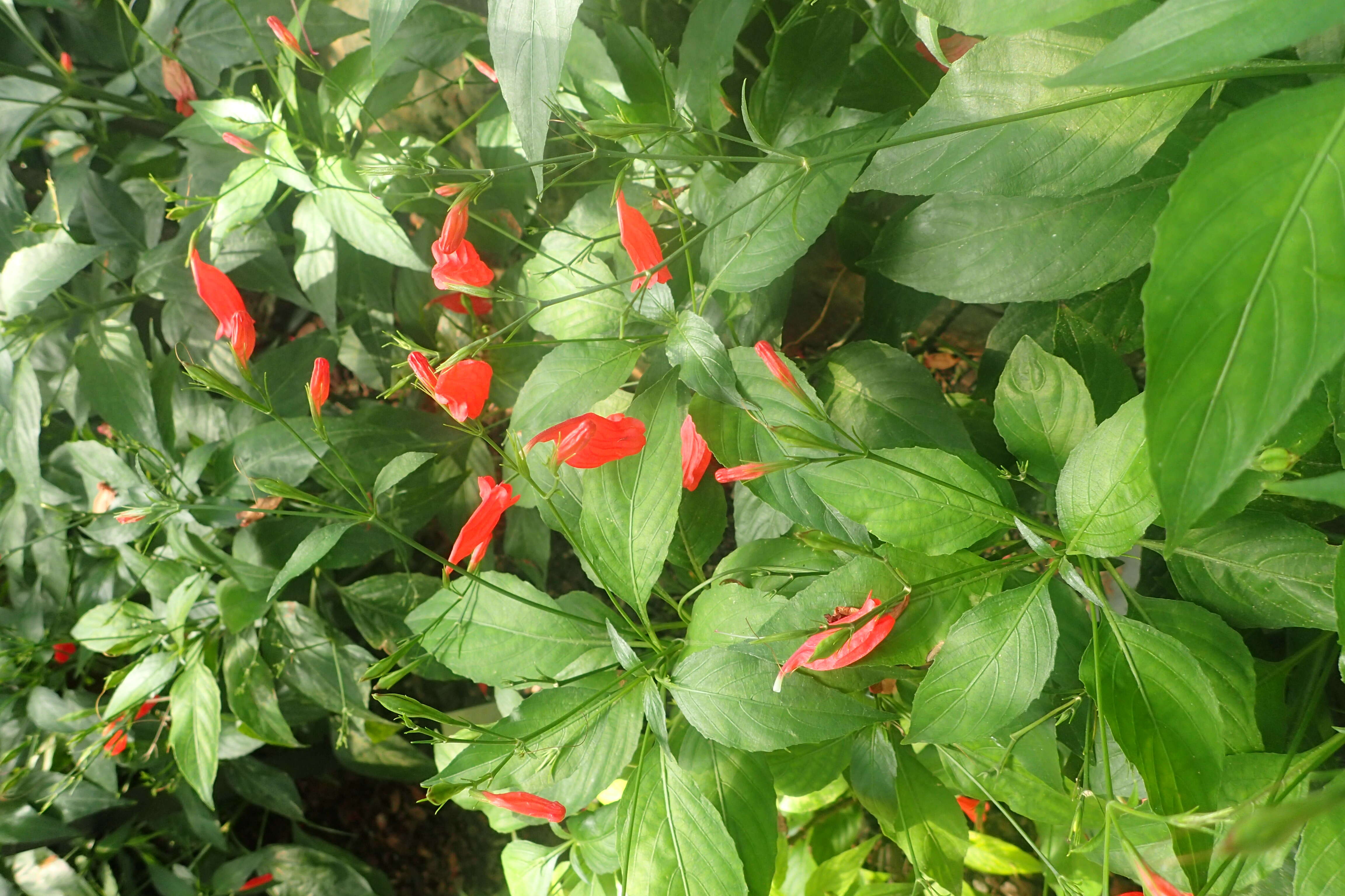 Image of tropical wild petunia