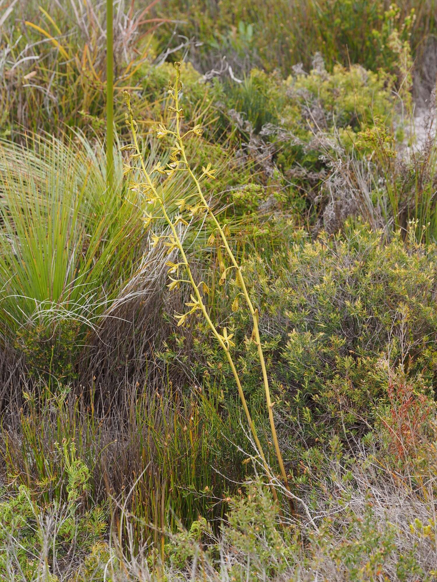 Image of Yellow hyacinth-orchid