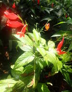 Image of tropical wild petunia