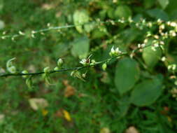 Image de Persicaria virginiana (L.) Gaertner