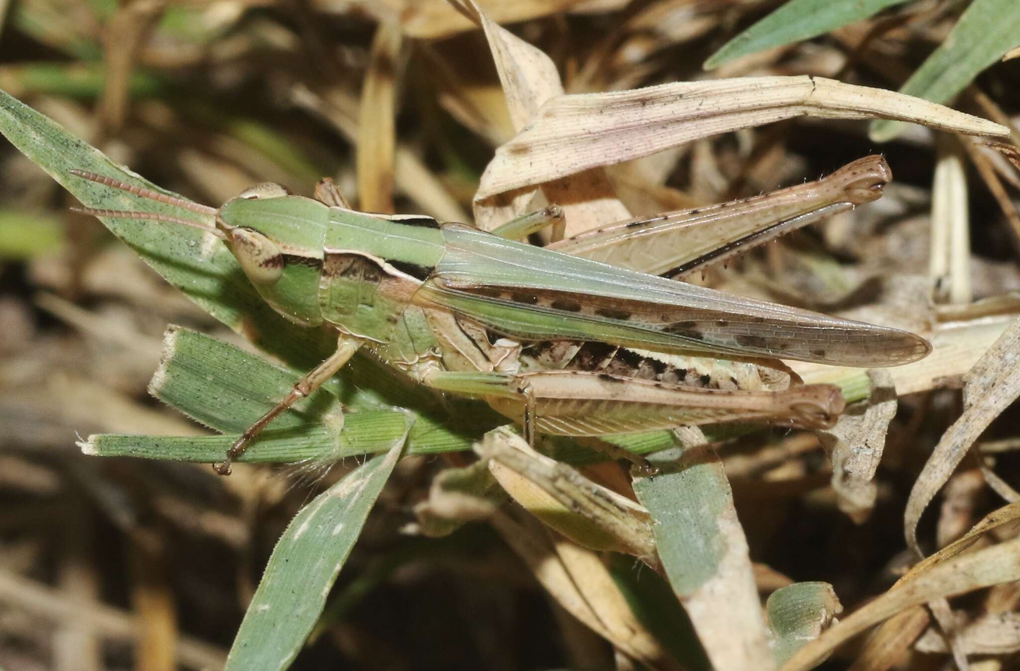 Image of Orphulella speciosa (Scudder & S. H. 1862)