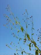 Image of small teasel