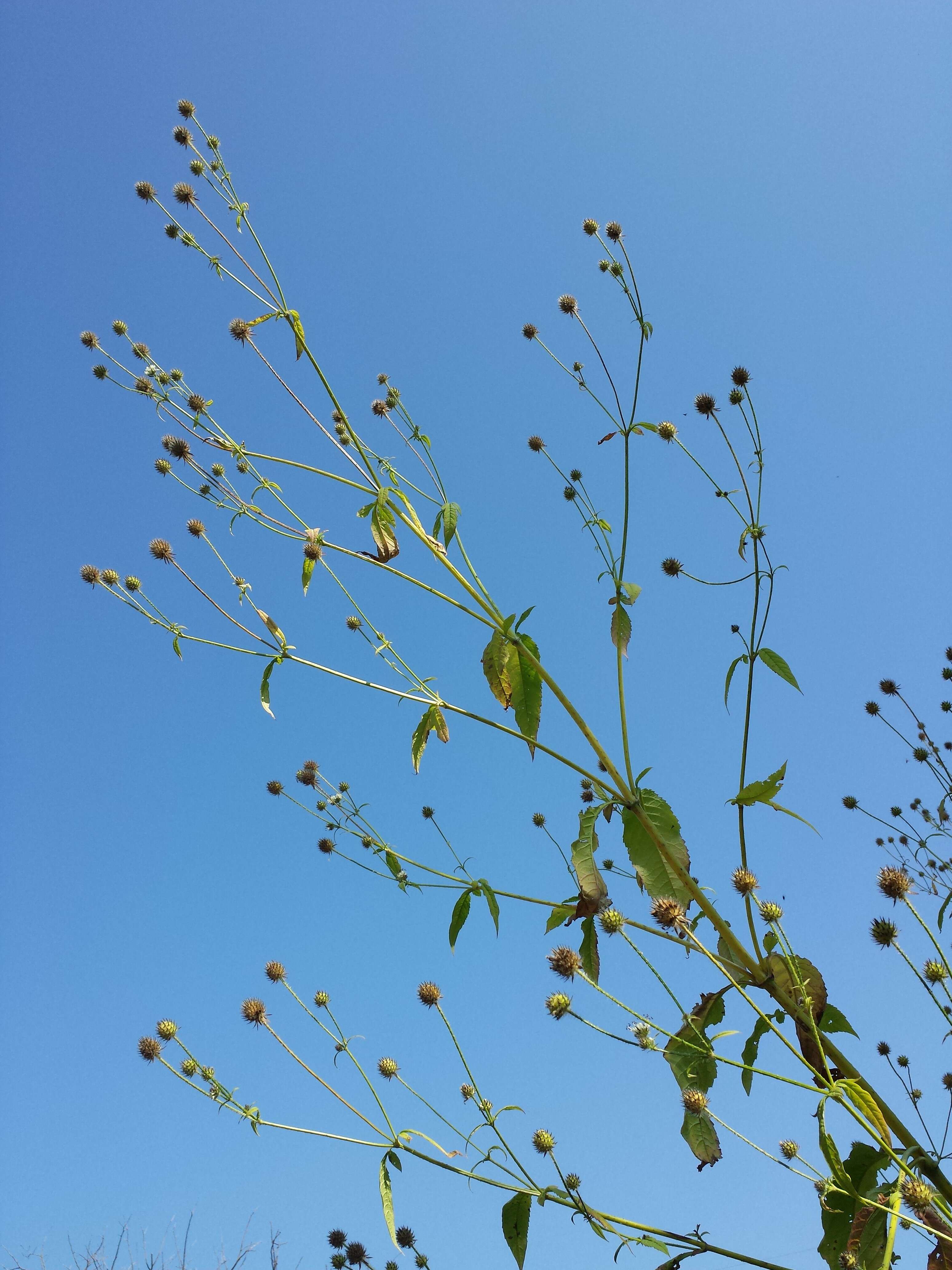 Image of small teasel