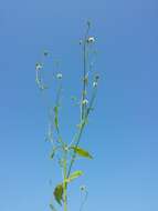 Image of small teasel