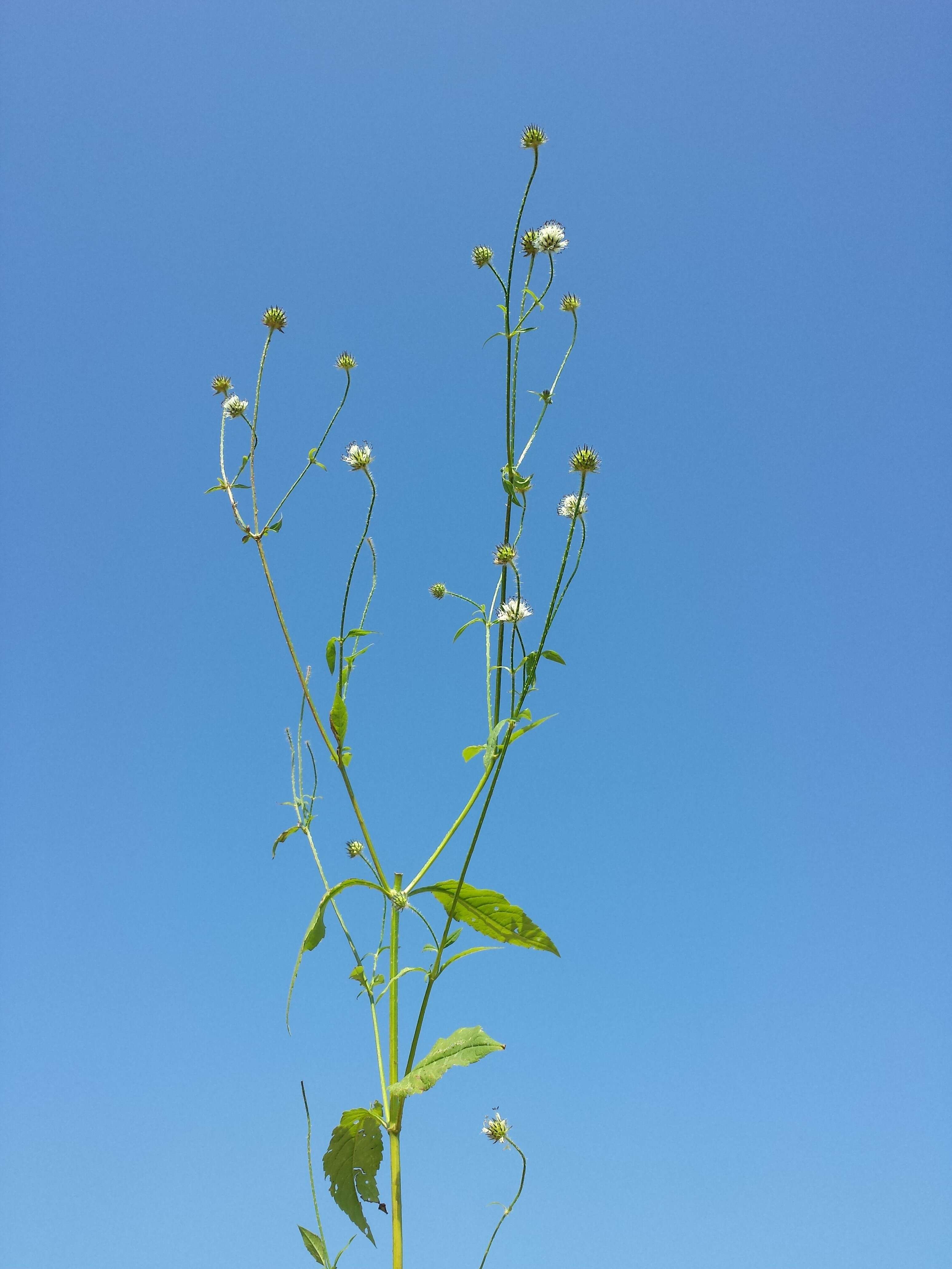 Image of small teasel