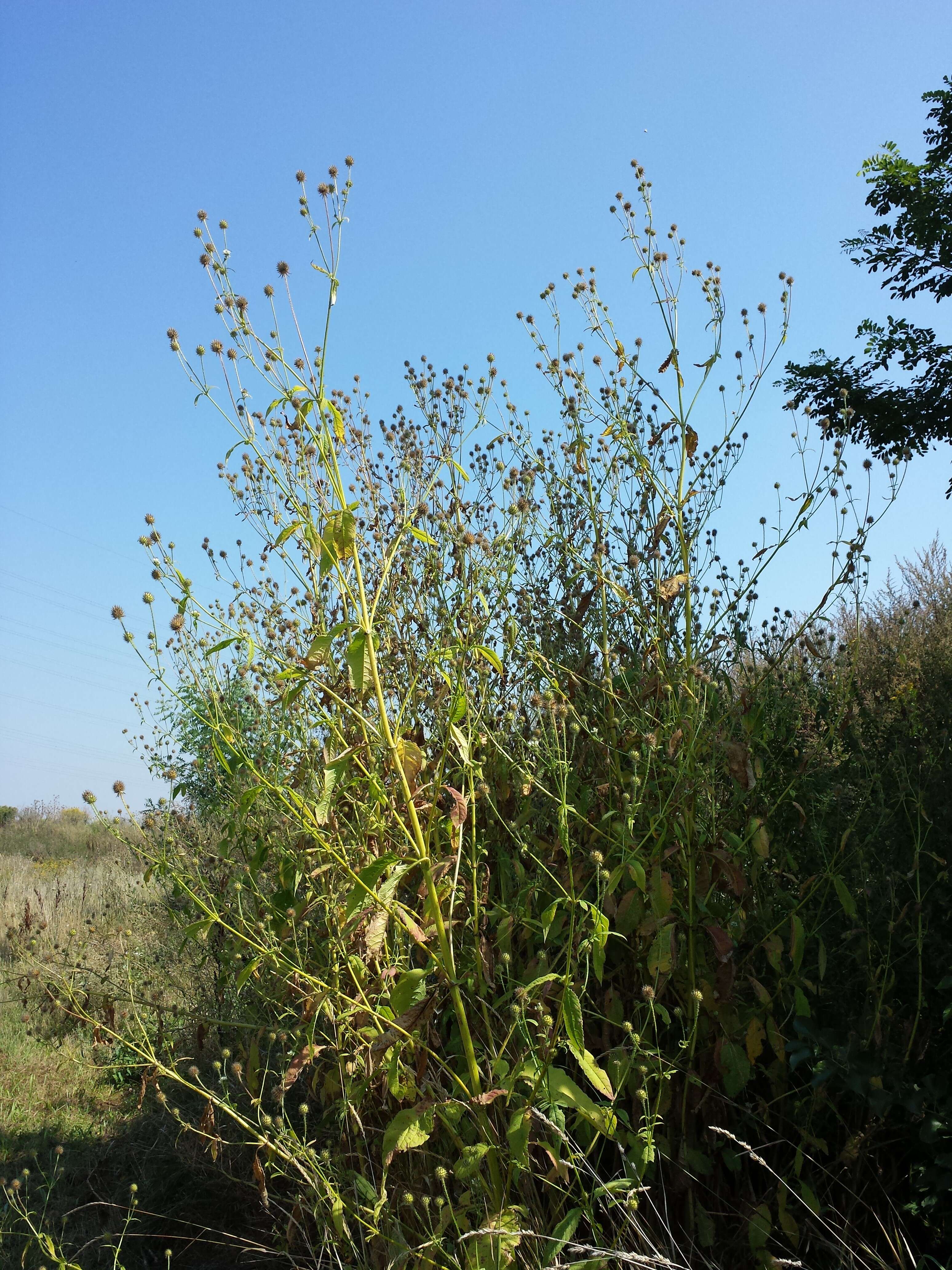 Image of small teasel