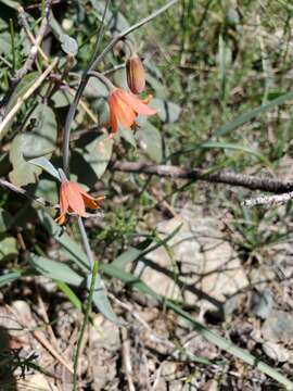 Image of Butte County fritillary