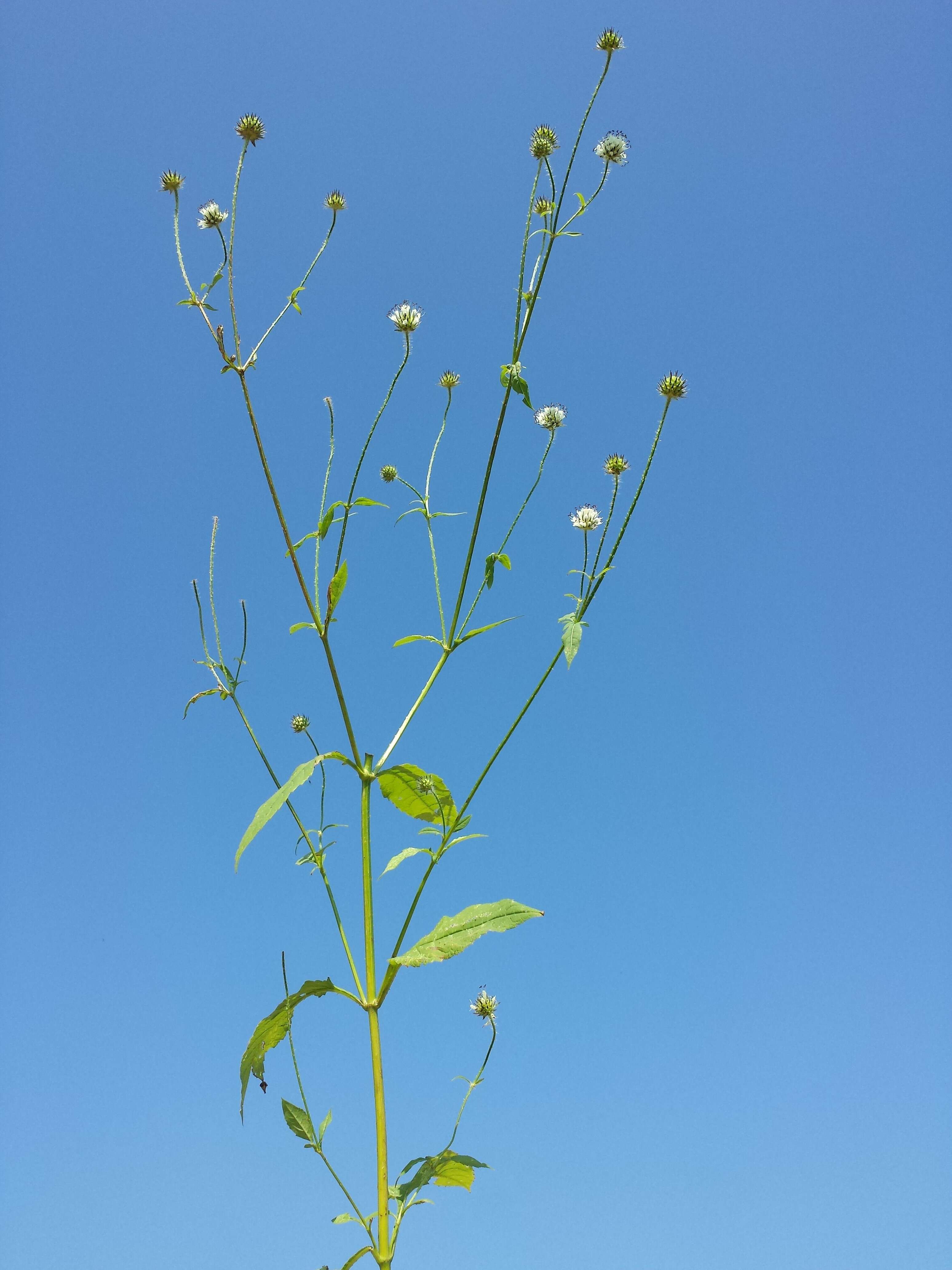 Image of small teasel