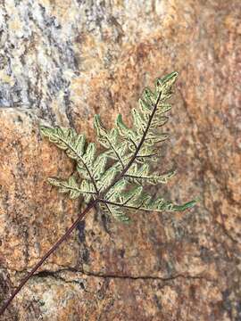 Image of California cloak fern