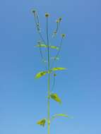 Image of small teasel