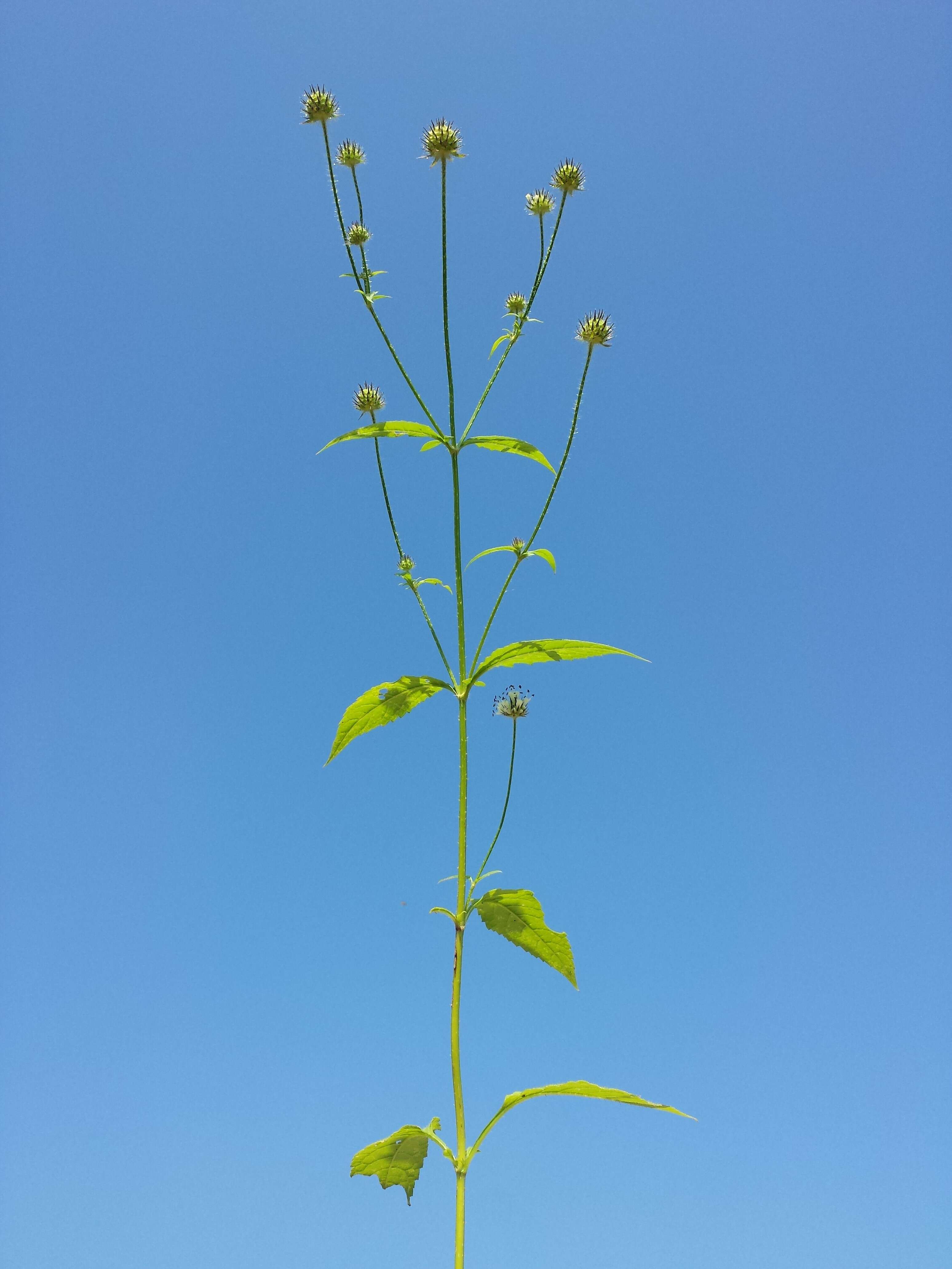 Image of small teasel