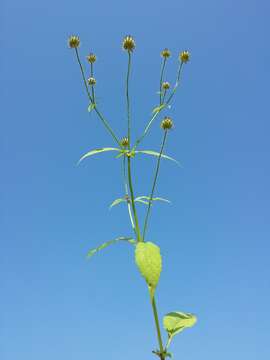 Image of small teasel