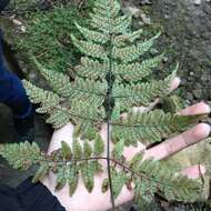 Image of Athyrium erythropodum Hayata