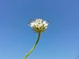 Image of small teasel