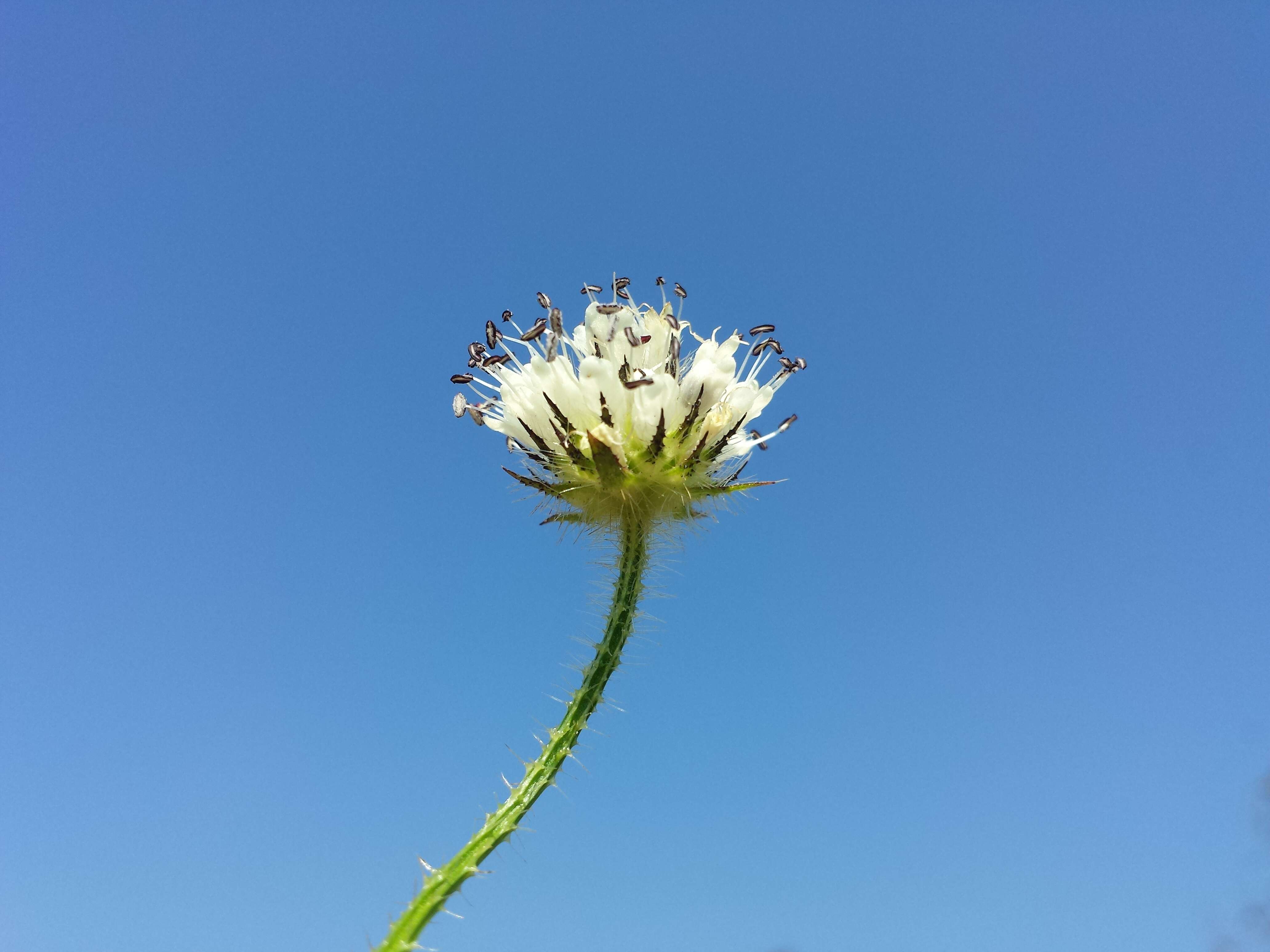 Image of small teasel